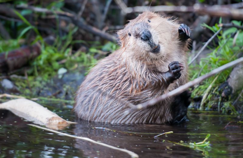 Beaver Control