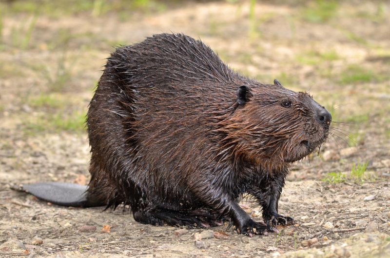 Beaver Control
