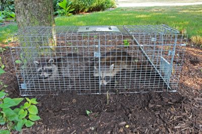 Health Risks Associated With Wildlife Living In Or Around Your Home