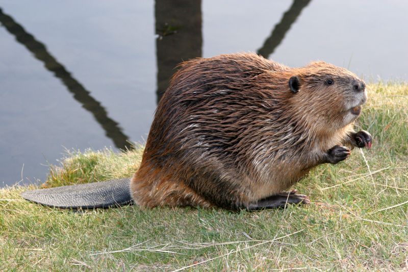 How Beaver Activity Causes Drainage And Flooding Problems