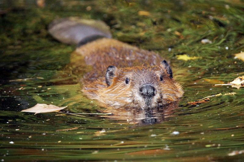 How Beaver Dams Cause Flooding Risks On Residential Properties