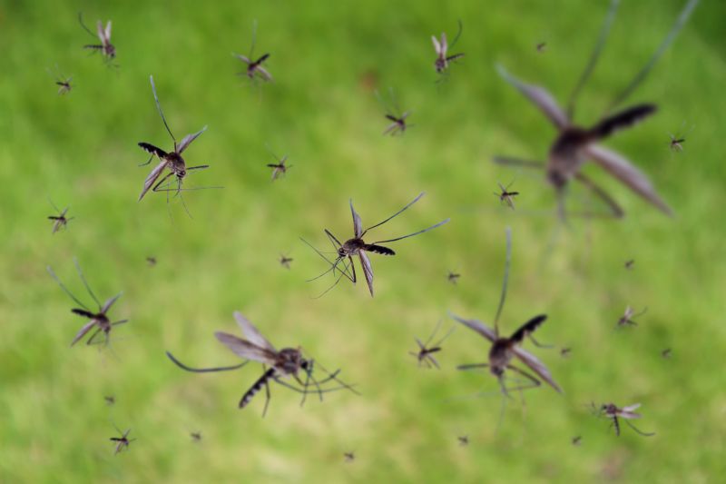 Mosquito Control Service in Arlington, TX